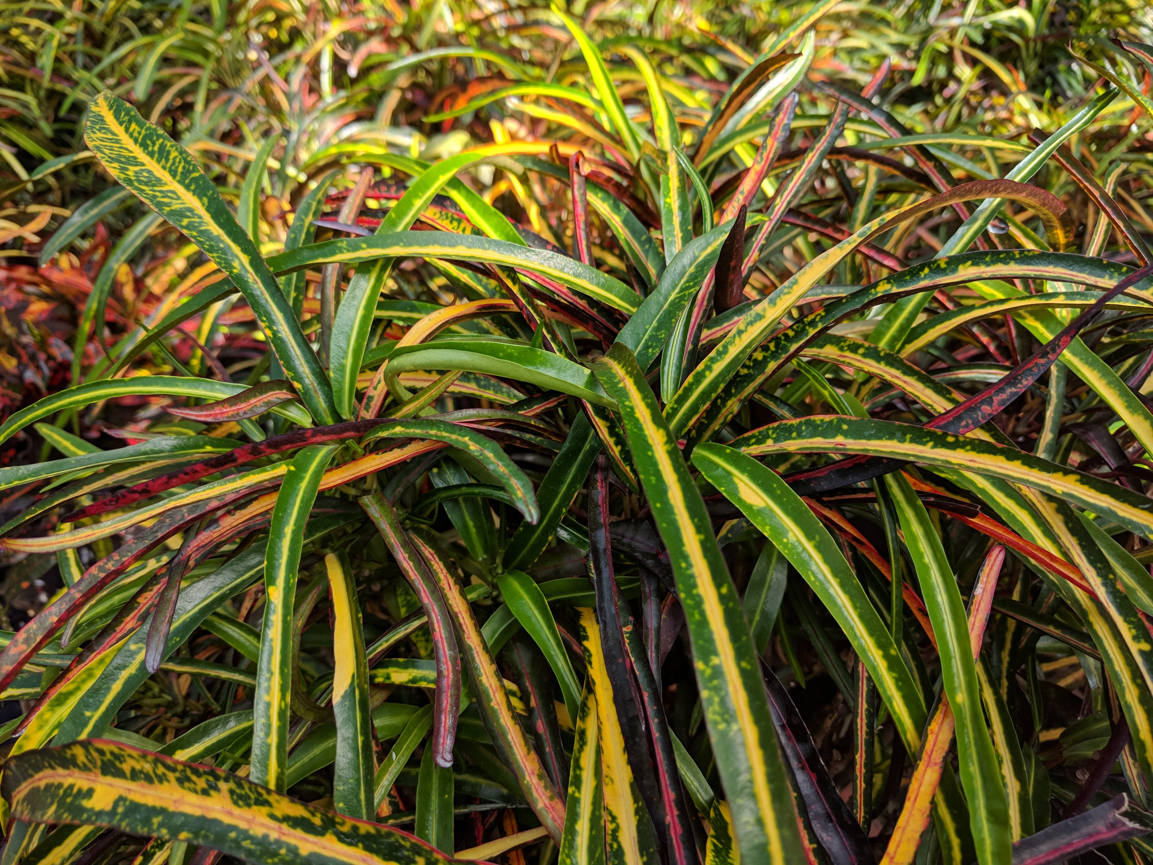 Zanzibar plant information