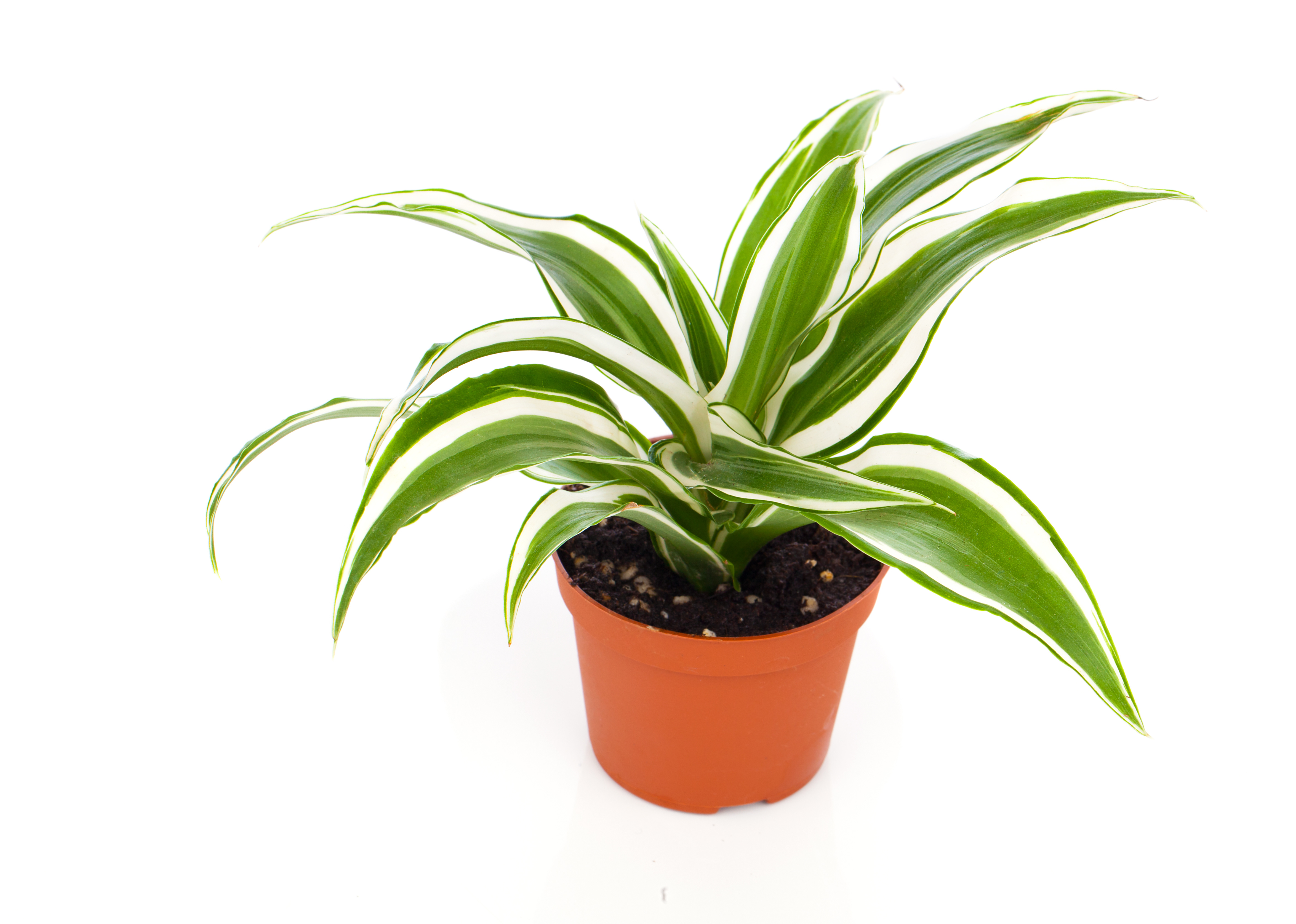 Dracaena Warneckii White Bird – Costa Verde Imports