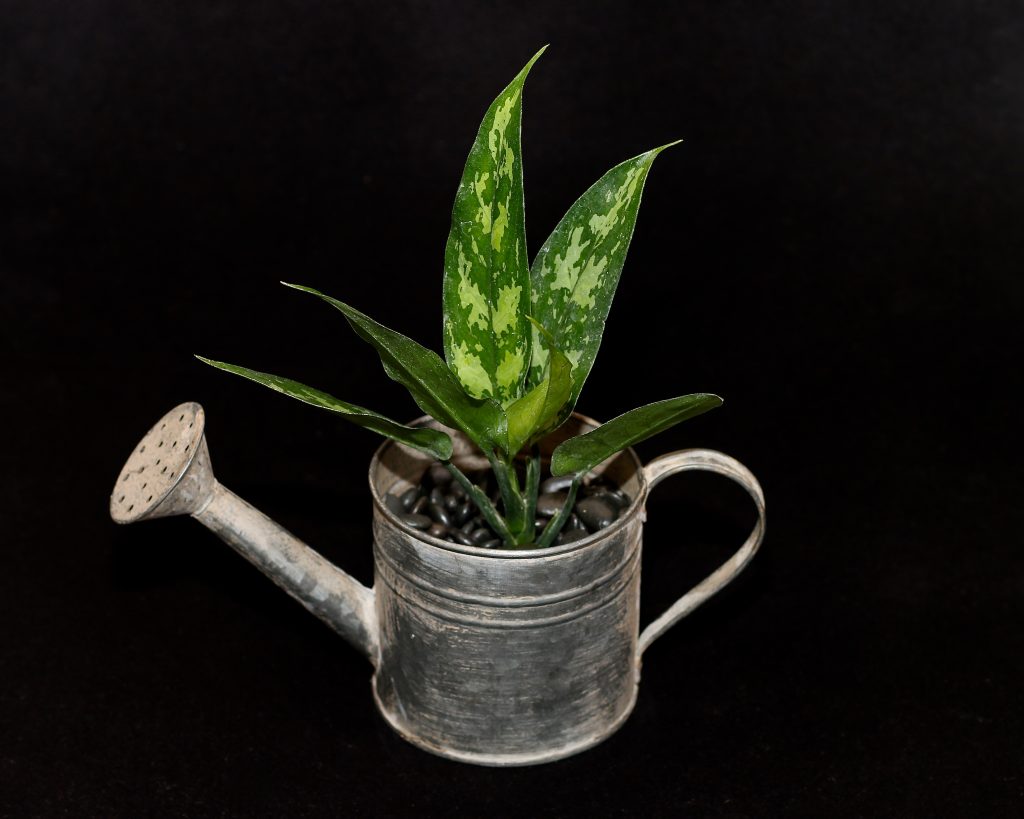  Aglaonema  Maria Costa Verde Imports