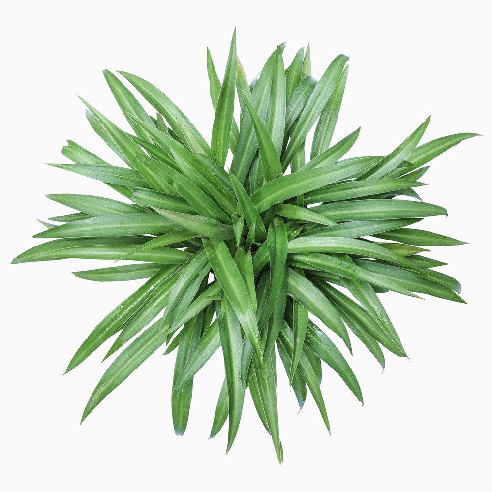 Chlorophytum Hawaiian – Costa Verde Imports