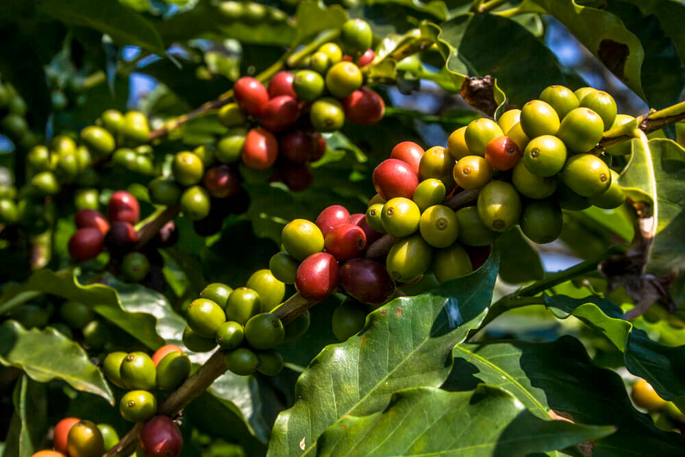 Coffea Arabica – Costa Verde Imports
