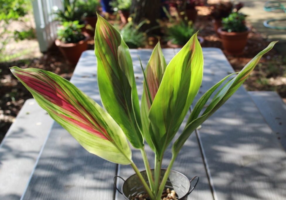 Cordyline Exotica