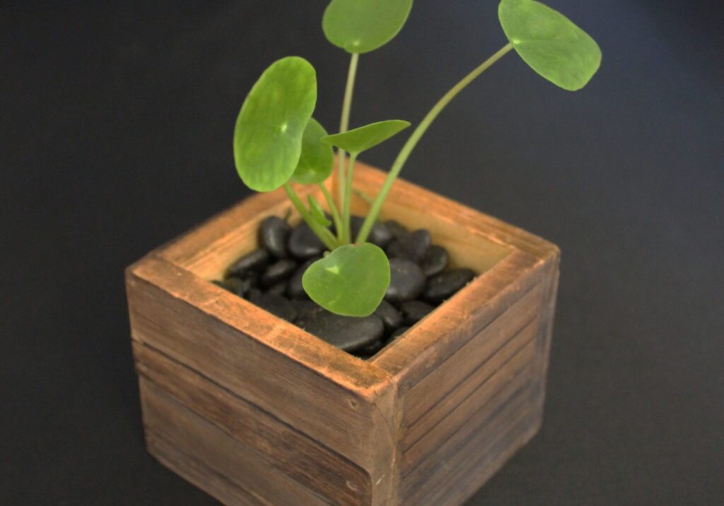 Pilea Peperomiodes