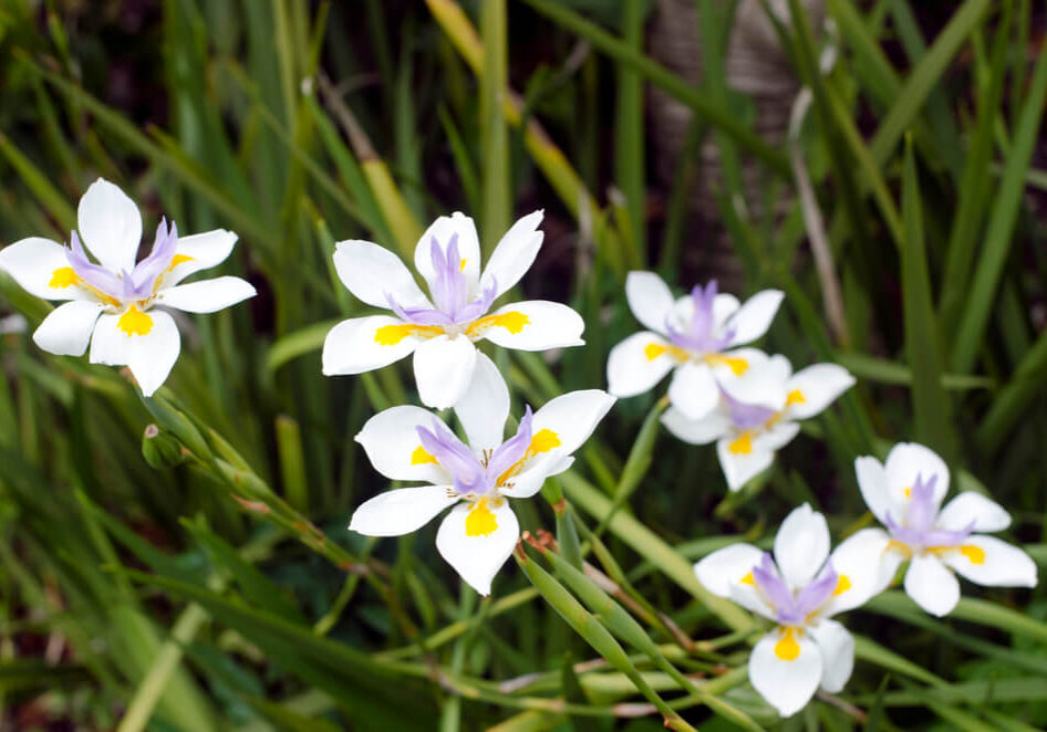 specie-DIETES-african-iris-2