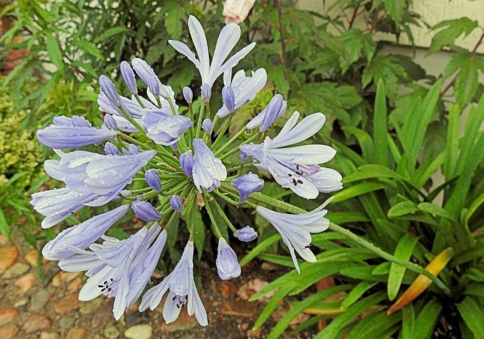 specie-agapanthus-2