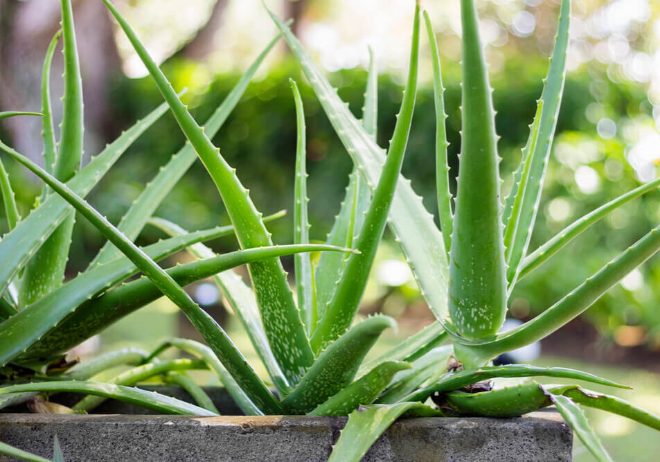 specie-aloevera-2