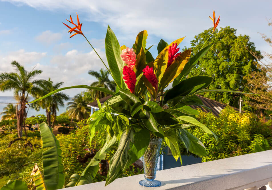 specie-alpinia-zerumbet-variegata-2