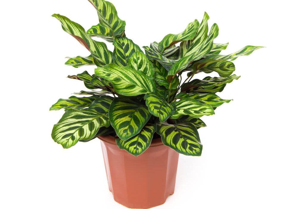 specie-calathea-2