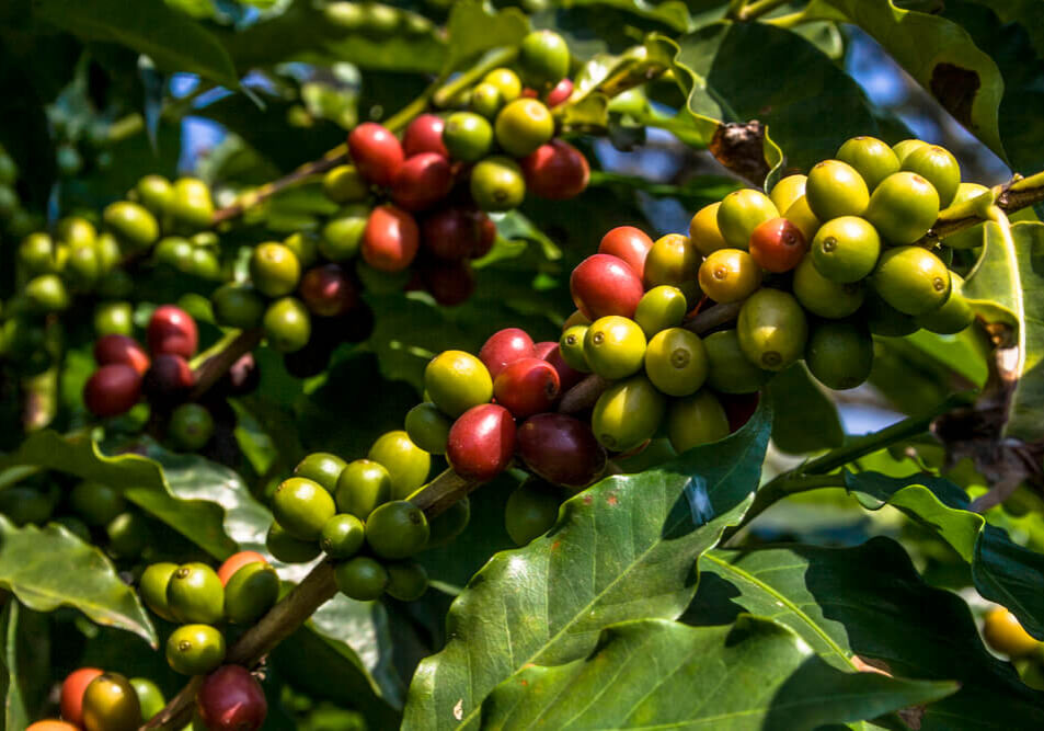 specie-coffea-arabica-2