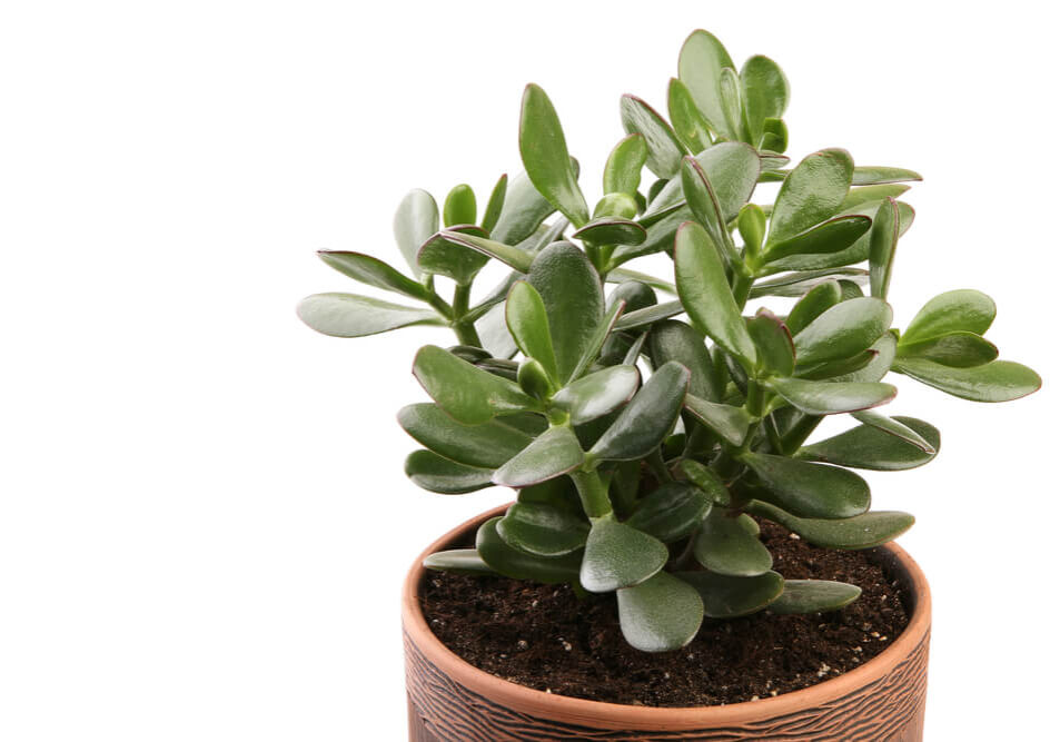 specie-crassula-2