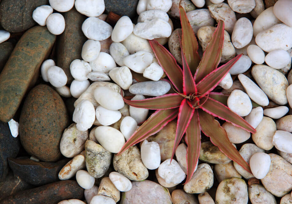 specie-cryptanthus-2