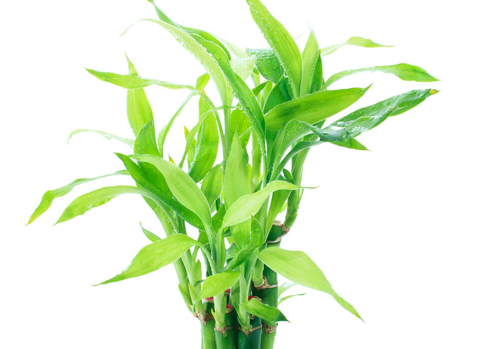 specie-dracaena-sanderiana-2