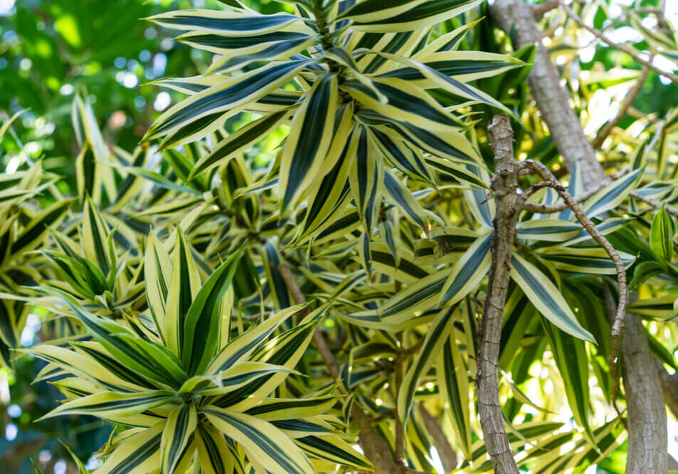 specie-dracaena-song-of-india-2