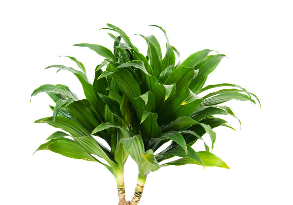 specie-dracaena-warnekii-2