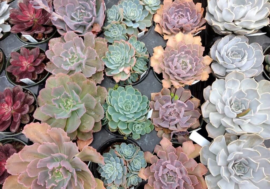 specie-echeveria-2