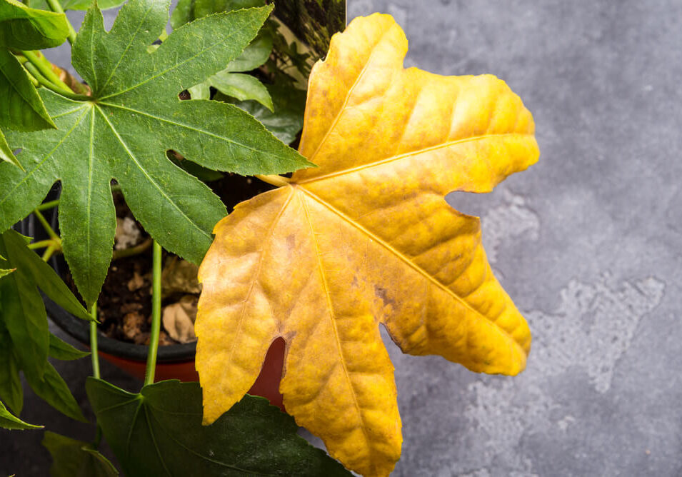 specie-fatsia-japonica-2