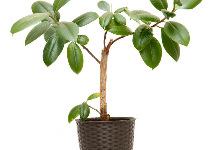 specie-ficus-elastica-2