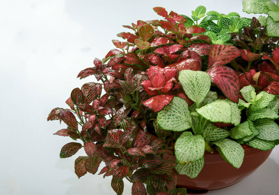 specie-fittonia-2