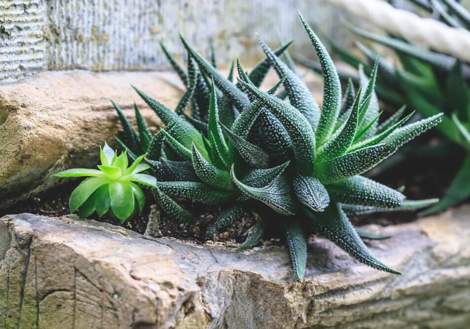 specie-haworthia-2