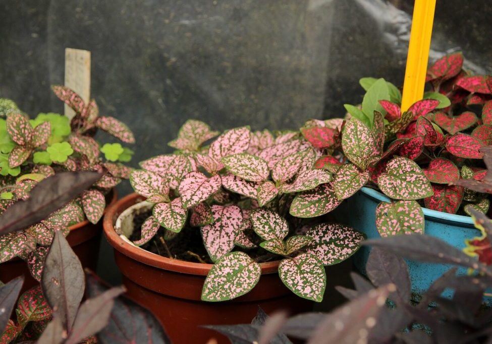 specie-hypoestes-2