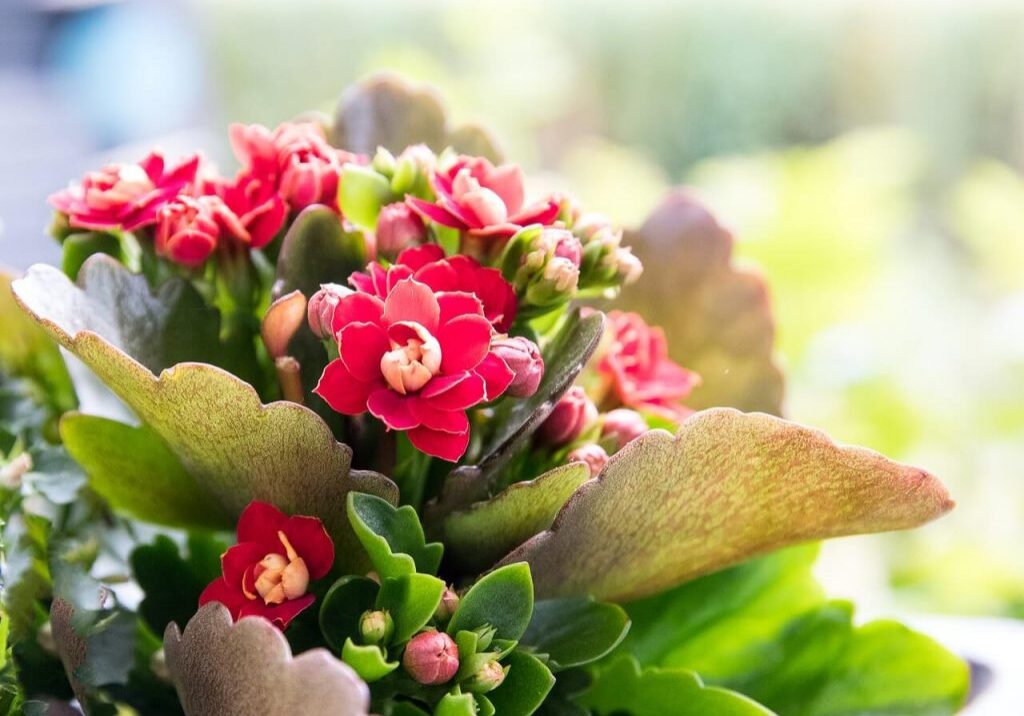 specie-kalanchoe-2