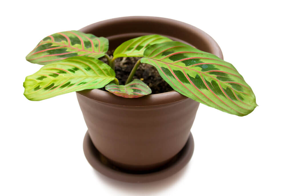 specie-maranta-2