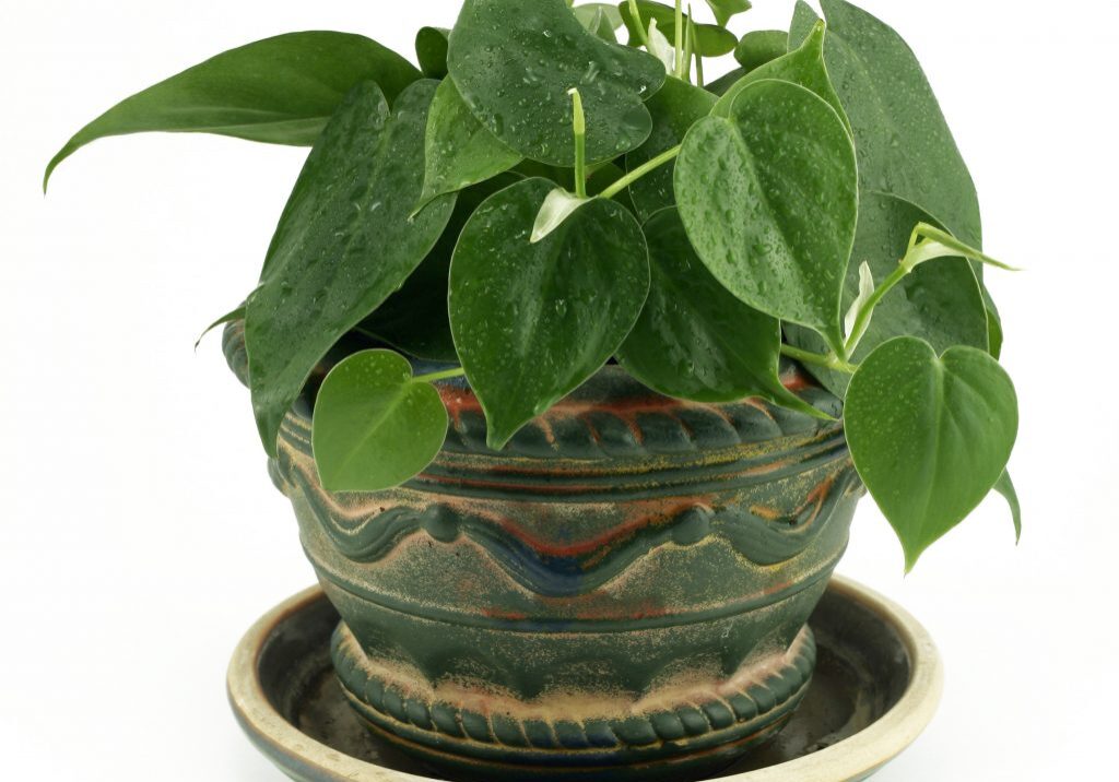 Philodendron in Rustic Ceramic Pot on White Background