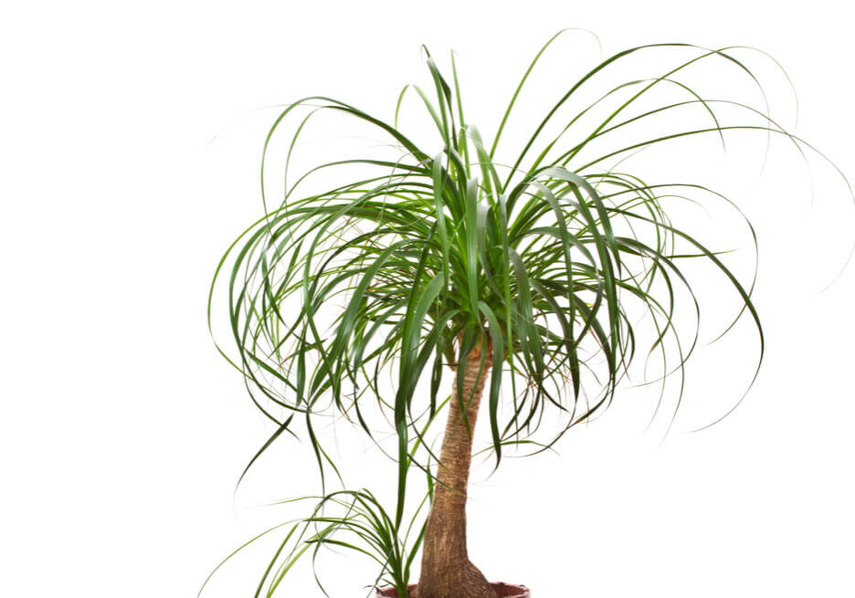 specie-recurvata-ponytail-palm-2