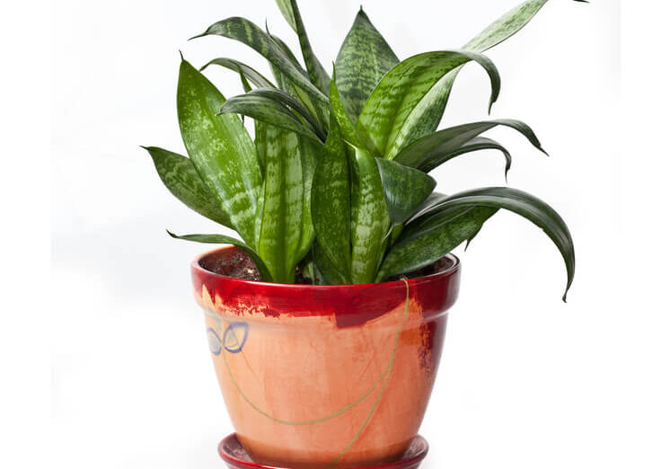 specie-sansevieria-birdsnest-2