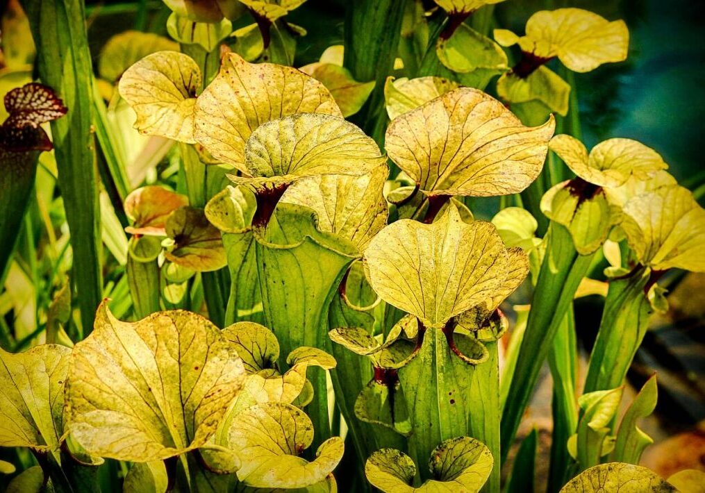 specie-sarracenia-2