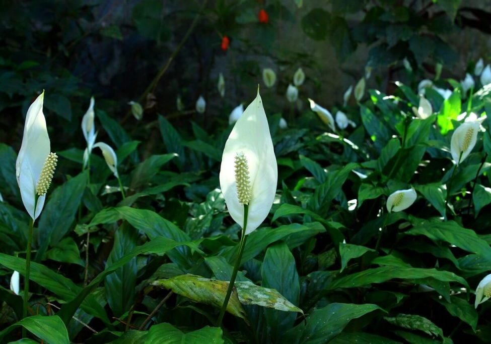 specie-spathiphyllum-2