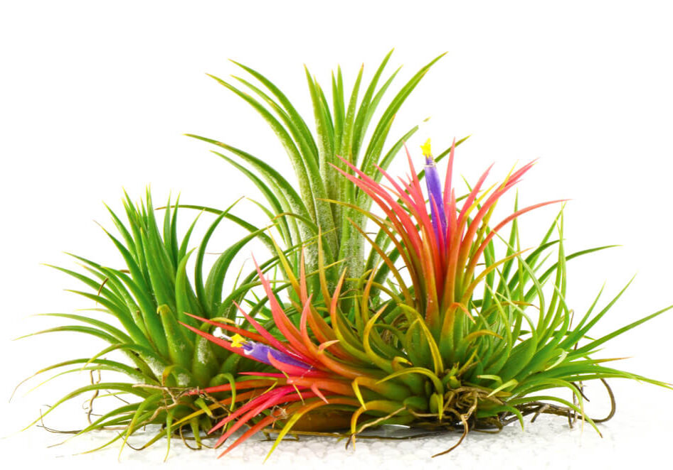 specie-tillandsia-2