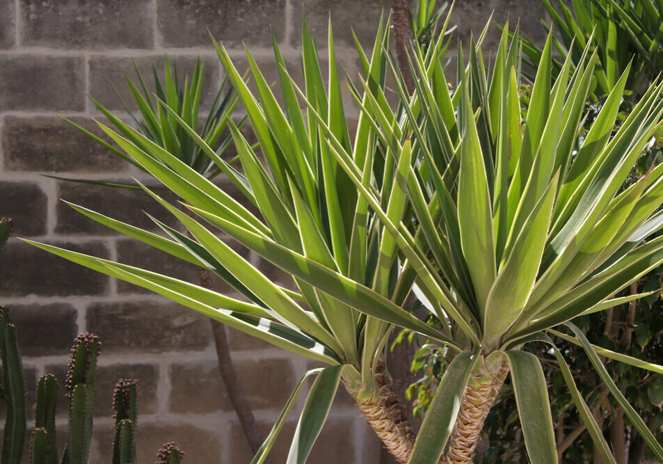 specie-yucca-2